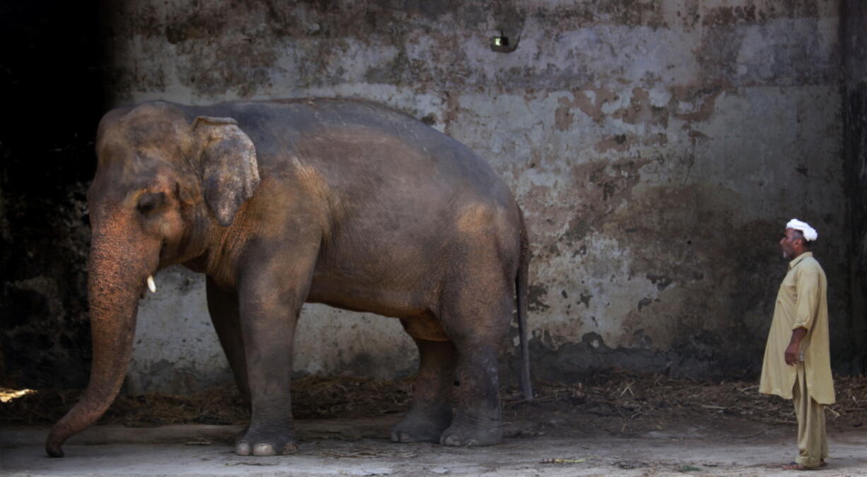 Pakistani caretaker Mohammad Jalal looks at elephant Kaavan at Marghazar Zoo in Islamabad, Pakistan. The plight of Kaavan, a mentally tormented bull elephant confined to a small pen in the Islamabad Zoo for nearly three decades, has galvanized a rare animal rights campaign in Pakistan, which has brought the issue to the floor of parliament.