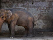 Pakistani caretaker Mohammad Jalal looks at elephant Kaavan at Marghazar Zoo in Islamabad, Pakistan. The plight of Kaavan, a mentally tormented bull elephant confined to a small pen in the Islamabad Zoo for nearly three decades, has galvanized a rare animal rights campaign in Pakistan, which has brought the issue to the floor of parliament.