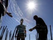 Commercial fishermen repair a gillnet near the mouth of the Columbia River in Astoria.