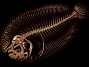 A scan of the Trianectes Maculatus species of fish, also known as the Hogchoker, is shown. Summers is using a micro computed tomography, also known as &quot;CT,&quot; scanner at a lab on Washington&#039;s San Juan Island as part of an ambitious project to scan and digitize more than 25,000 species in the world.