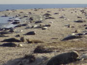 Gray seals and their pups lie on the beach of Muskeget Island at Nantucket, Mass. NOAA scientists are using a pair of drones to photograph the country&#039;s biggest seal breeding colony on the island.