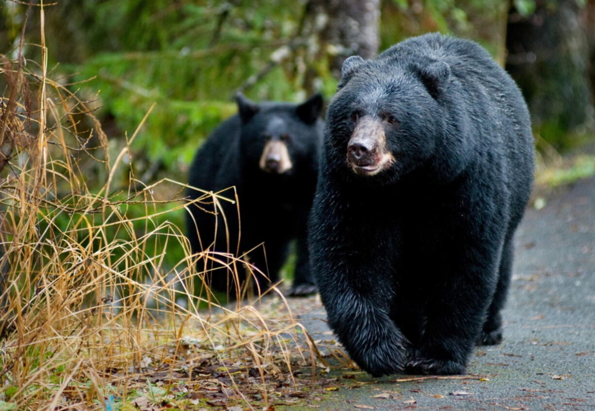 A grizzly bear looks up from foraging in Denali National Park and Preserve, Alaska. There&#039;s a basic rule on what to do if you encounter a bear in the wilderness. That says, &quot;If it&#039;s brown, you lie down.