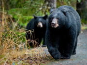 A grizzly bear looks up from foraging in Denali National Park and Preserve, Alaska. There&#039;s a basic rule on what to do if you encounter a bear in the wilderness. That says, &quot;If it&#039;s brown, you lie down.