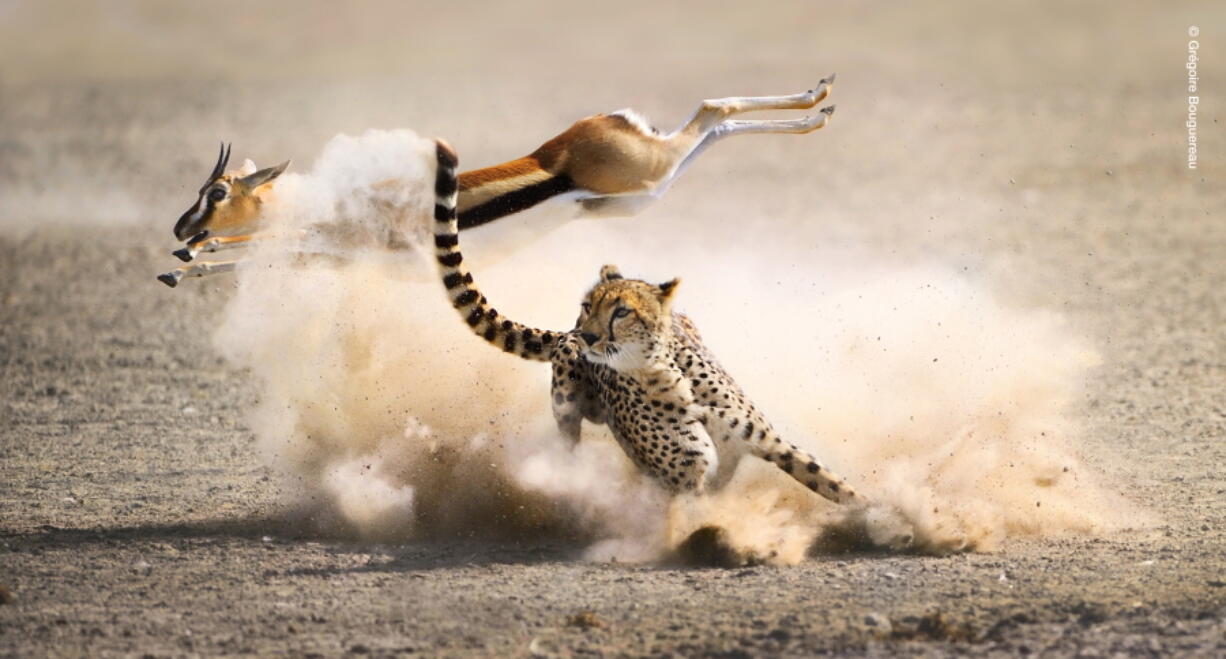 A Thomson&#039;s gazelle leaps away from a cheetah in Kenya. &quot;The Hunt,&quot; a seven-part documentary series, presents the case for reconsidering predators as the bad guys of the natural world.