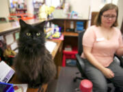 Clerk Sam Dagon does her work at Litchfield, Ill., Public Library as the library&#039;s cat, Stacks, sits on the circulation desk.