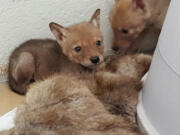 These two coyote pups were found alone after their mother was hit by a car.