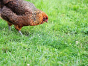 A chicken searches for worms in a backyard in Laurel Gardens, Pa. The University of Pennsylvania School of Veterinary Medicine offers information to help chicken keepers and the families stay healthy.