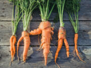 Ugly carrots sit on a wood table. Baby-cut carrots were invented in 1986 as a way to repurpose full-size carrots that weren&#039;t considered grocery-store caliber.