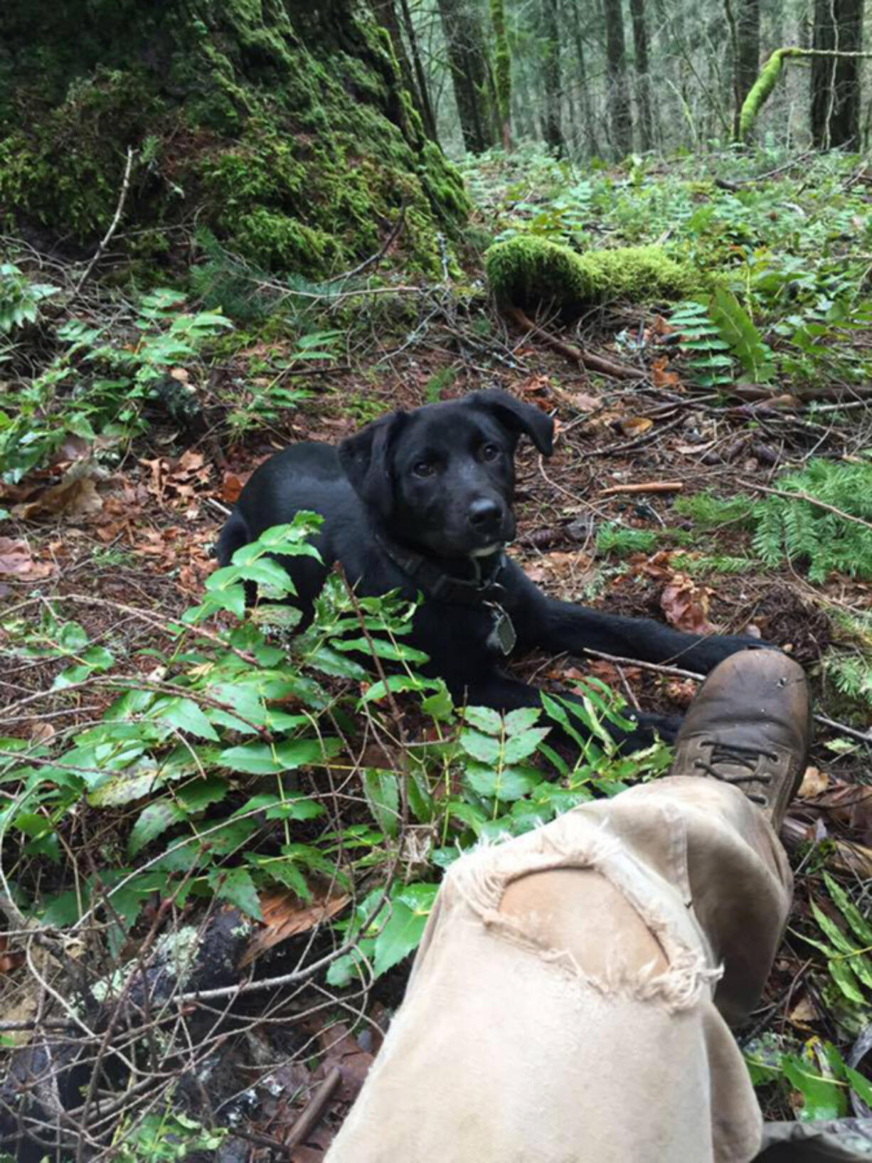 William Jones of Battle Ground with his dog, Hunter. Jones was away fighting wildfires when Hunter ran away, was picked up by animal control and adopted by another family. The Humane Society for Southwest Washington announced Sunday that the other family has decided to return Hunter to Jones.