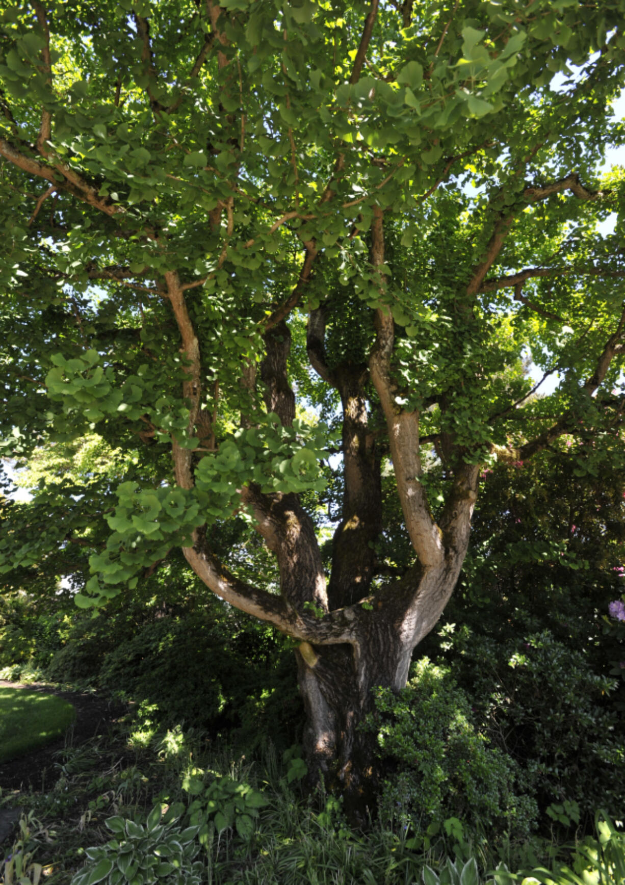 The ginkgo at the home of the late Ed and Dollie Lynch.