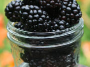 American blackberries (Associated Press files)