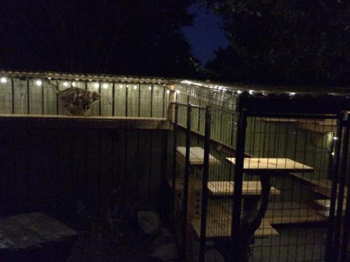 Dan Reeder&#039;s catio lights up at night.