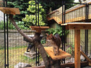 Max enjoys his catio in Seattle.