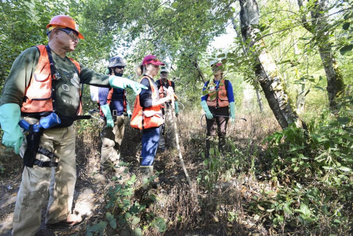 George Pollock, left, a StreamTeam volunteer, points out invasive Japanese knotweed during an eradication event at Salmon Creek Regional Park on Thursday.