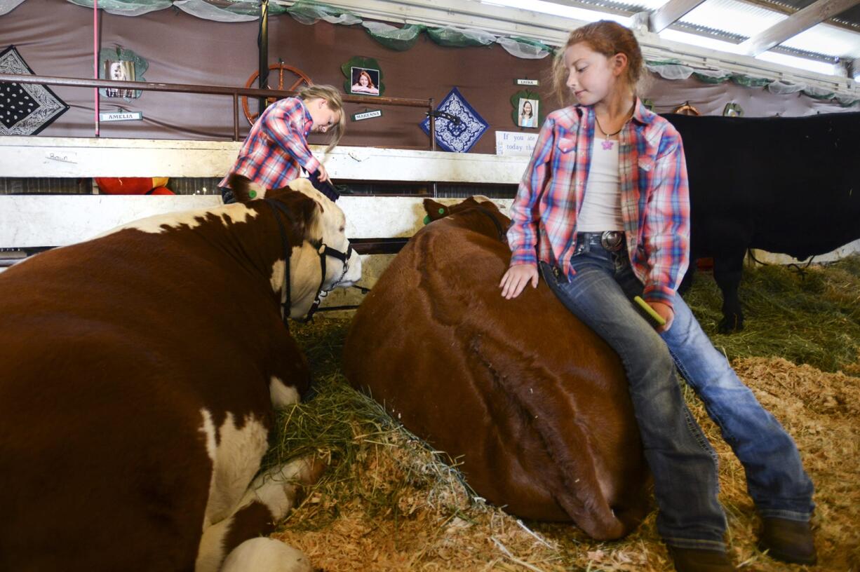 Ten-year-olds Amelia Brown, left, and Makenna Currier brush their Hereford steers, Rocky, left, and Chevy, in preparation for the 4-H beef fitting and showing competition Thursday at the Clark County Fair. The friends do 4-H together with 4-H Club Beef Master in Ridgefield.