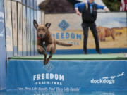 Rex, a Chesapeake Bay retriever, leaps into action during the DockDogs competition as his handler, Dee Morasco of Amboy, looks on Tuesday at the Clark County Fairgrounds.