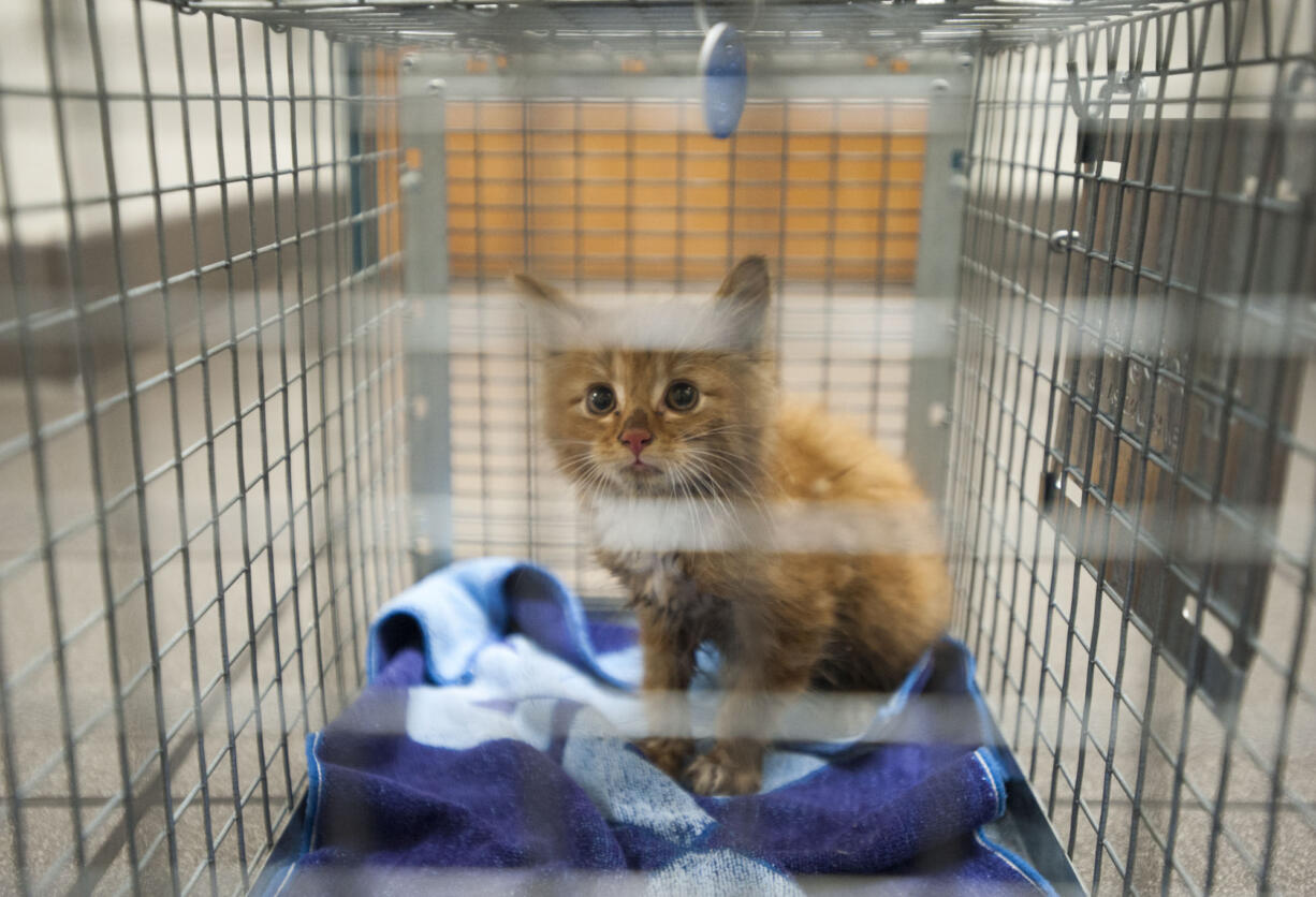 A cat picked up by an animal control officer sits in a cage. Clark County plans to hire a third officer for the department.