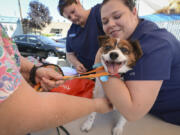 HeyU, a 5-year-old papillon mix, receives vaccinations from Banfield Pet Hospital employees Tiffany Purvis, right, and Christina Malone, center, at Open House Ministries&#039; block party. The annual block party also offered a free barbecue lunch provided by the Rotary Club of Greater Clark County, haircuts and a resource fair.