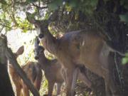 A three-hoofed deer and her fawns peek out from their hiding spot in Felida near Northwest Lakeshore Avenue and 119th Street.