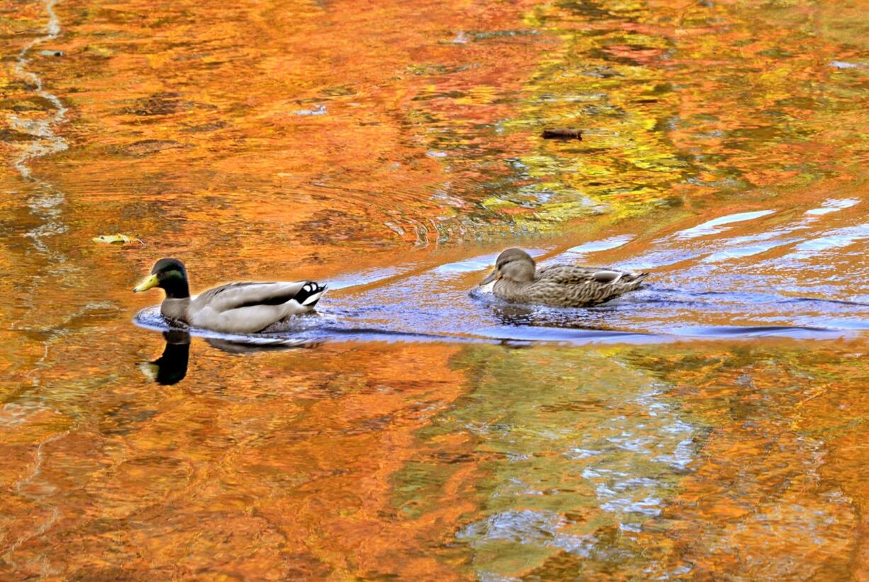 An estimated 13.5 million mallards are expected in the fall flight this year.