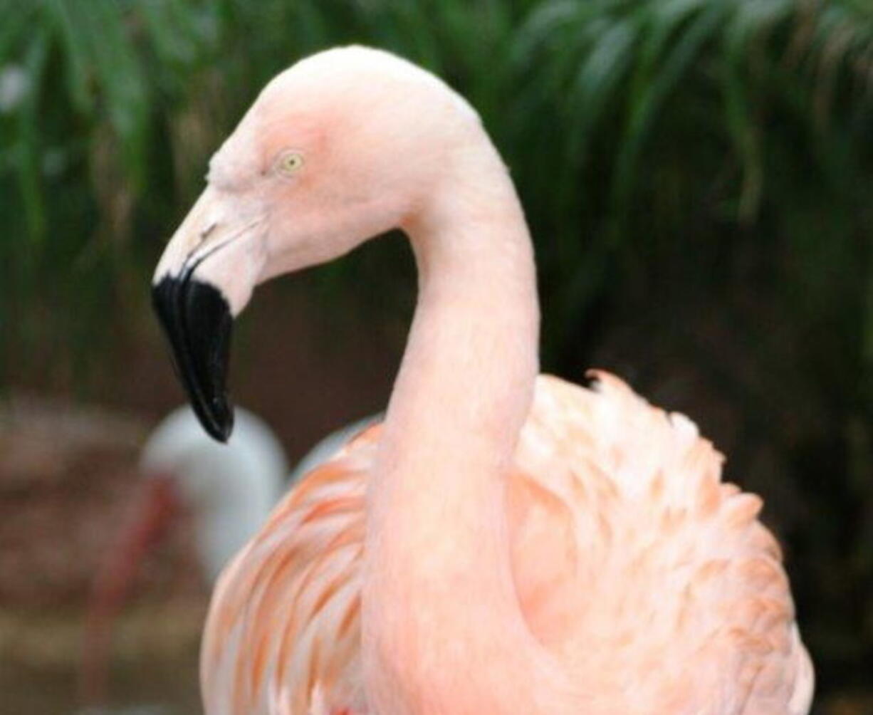 Pinky, a flamingo at the park in Tampa, Fla. Joseph Anthony Corrao was visiting Bush Gardens with his family on Tuesday when he reached into a pen, picked up Pinky and threw her down. The bird suffered traumatic injuries and had to be euthanized. Corrao was arrested and released on bond.