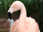 Pinky, a flamingo at the park in Tampa, Fla. Joseph Anthony Corrao was visiting Bush Gardens with his family on Tuesday when he reached into a pen, picked up Pinky and threw her down. The bird suffered traumatic injuries and had to be euthanized. Corrao was arrested and released on bond.