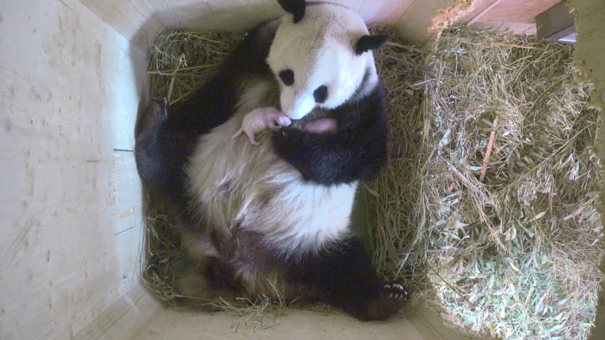 In this image from video taken Monday, Yang Yang the panda cradles her new cubs at Vienna&#039;s Schoenbrunn Zoo.