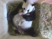 In this image from video taken Monday, Yang Yang the panda cradles her new cubs at Vienna&#039;s Schoenbrunn Zoo.