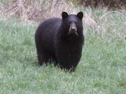 A black bear grazes in a field in Calais, Vt.