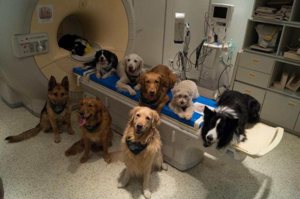 Trained dogs involved in a study to investigate how dog brains process speech sit around a scanner in Budapest, Hungary, in this undated photo provided by the MR Research Center. Scientists have found that dogs use the same brain areas as humans to process language. A study published in the journal Science showed that dogs process words with the left hemisphere and use the right hemisphere to process intonation.