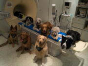 Trained dogs involved in a study to investigate how dog brains process speech sit around a scanner in Budapest, Hungary, in this undated photo provided by the MR Research Center. Scientists have found that dogs use the same brain areas as humans to process language. A study published in the journal Science showed that dogs process words with the left hemisphere and use the right hemisphere to process intonation.