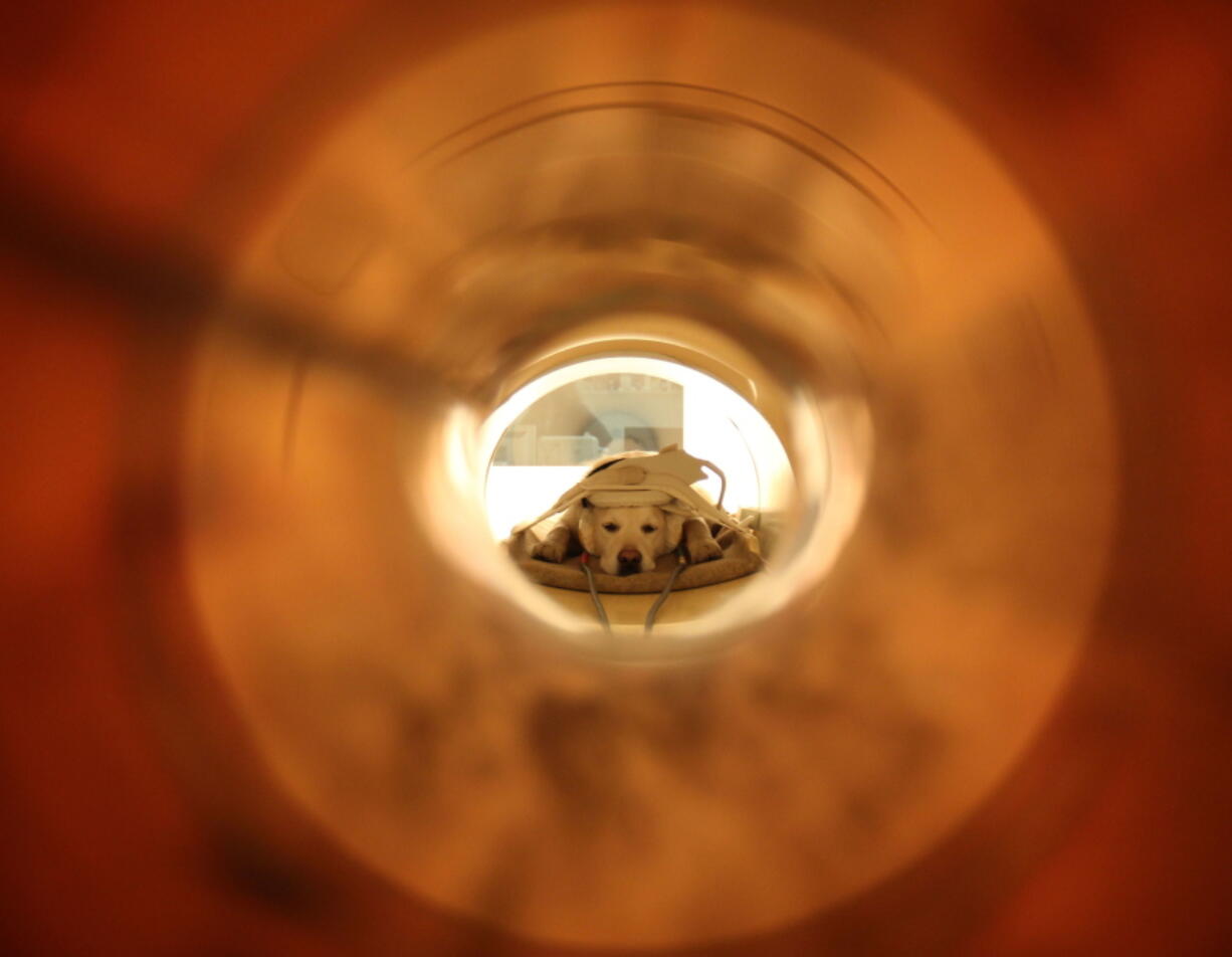 This undated photo made available by Eniko Kubinyi of Eotvos Lorand University in Budapest on Tuesday, Aug. 30, 2016 shows a demonstration of how dogs, listening to their owner&#039;s voice on headphones, were scanned to determine that their brains processed words with the left hemisphere, while intonation was processed with the right hemisphere ??? just like humans.