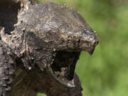 FILE - In this Oct. 12, 2006, file photo, an alligator snapping turtle is shown in Peoria, Ill. The U.S. government will decide over the next several years if federal protections are needed for the alligator snapping turtle, Northern Rockies fisher and seven other species.