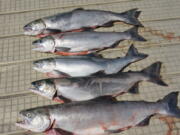 Fresh-caught sockeye salmon are lined up on a dock at Baker Lake July 21, 2016. Baker Lake Sockeye fishermen face a five fish daily limit. The season runs from July to September.