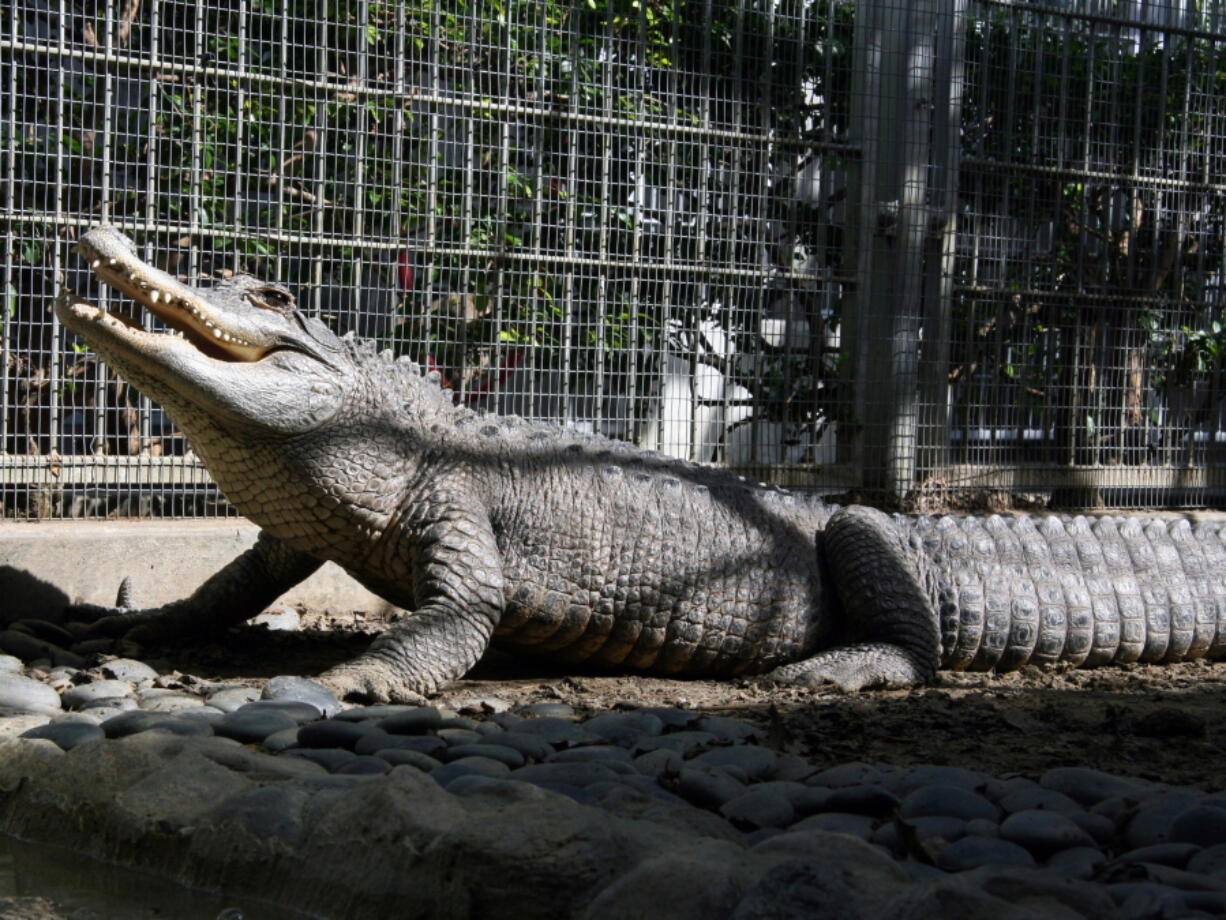 Tina, a female alligator who has lived at the Humane Society&#039;s shelter in Pasadena, Calif., for the past 18 years, has a new home -- the Los Angeles Zoo -- where she will join local celebrity alligator Reggie.