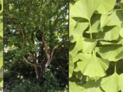 The ginkgo biloba tree can be recognized by its distinctive fan-shaped leaves.