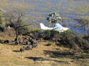 Scientists with Great Elephant Census fly over Botswana, Africa during a survey of savanna elephants on the continent. The number of savanna elephants in Africa is rapidly declining and the animals are in danger of being wiped out as international and domestic ivory trades continue to drive poaching across the continent, according to a study released Wednesday, Aug. 31, 2016. (Great Elephant Census, Vulcan Inc.