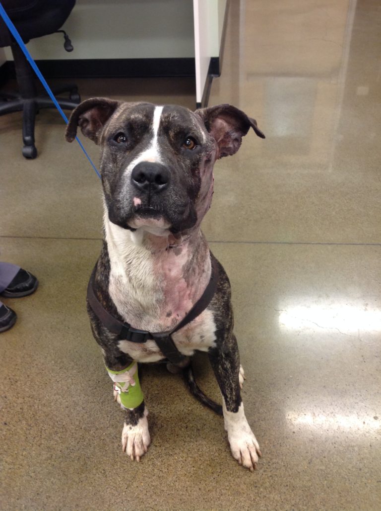 Hank, who was repeatedly stabbed in the head and neck Wednesday in Vancouver, underwent successful surgery at Columbia River Veterinary Specialists and was discharged Thursday with a "Hank the Hero" cape.