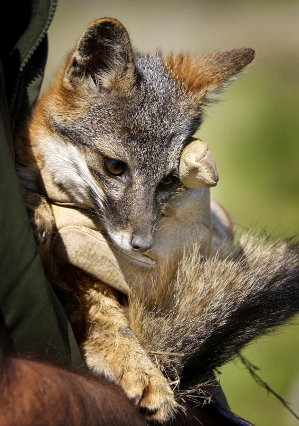 A Santa Cruz Island fox bred in captivity is held by a wildlife biologist for the National Park Service, on Santa Cruz Island in Channel Islands National Park, Calif.