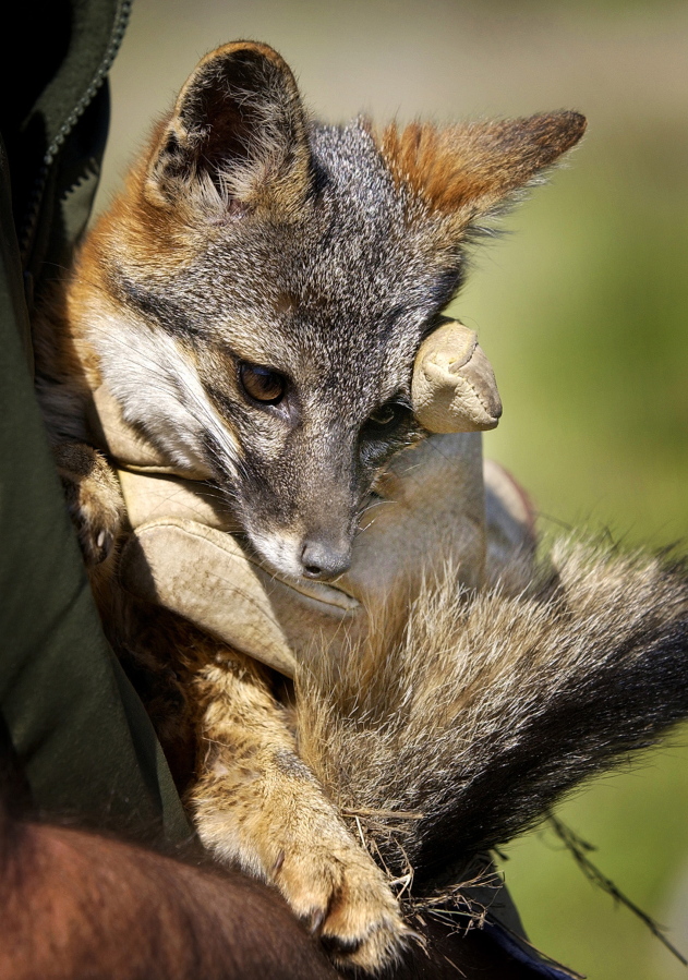 California island foxes off of endangered list The Columbian