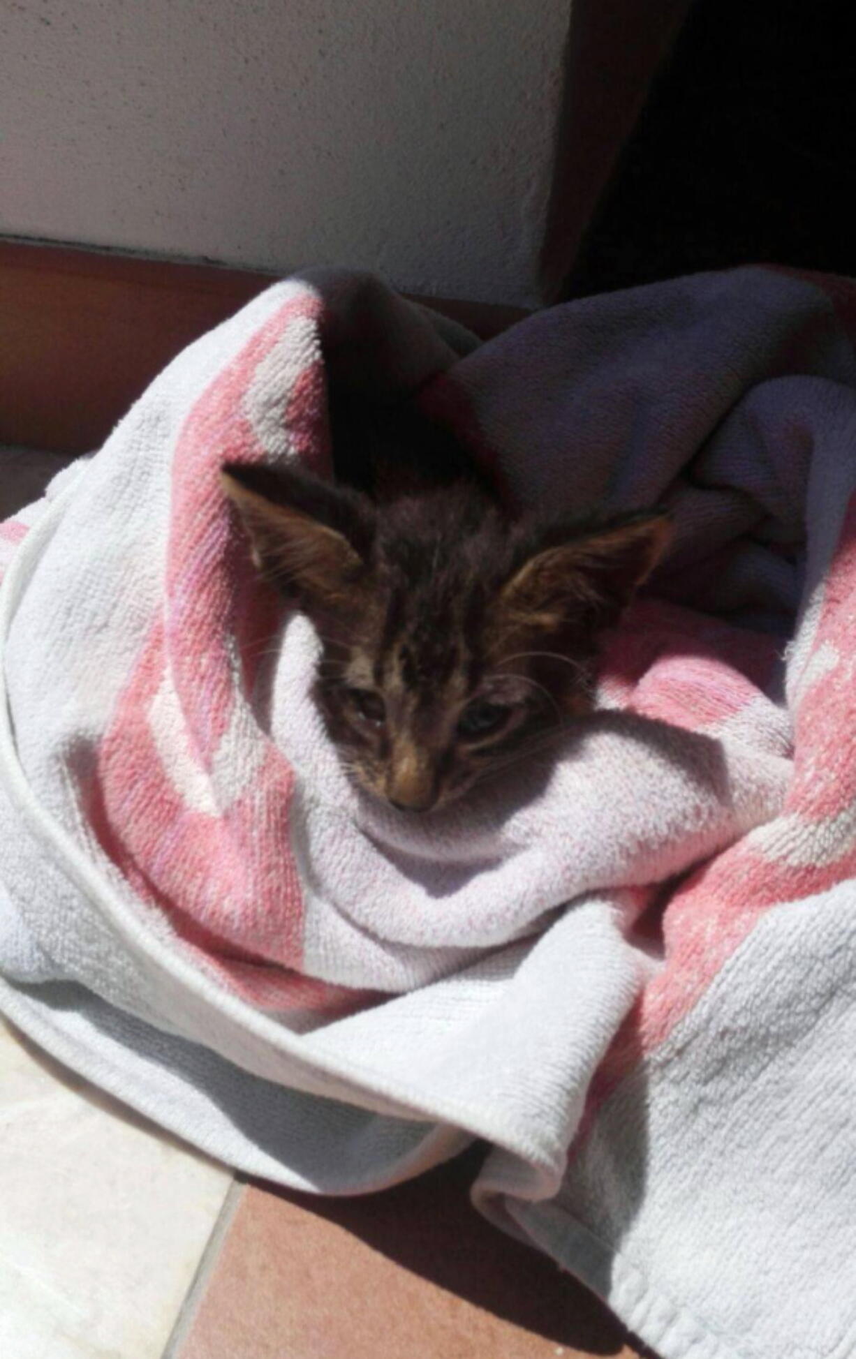 A kitten is wrapped in a towel after being rescued from downing, off the coast of Marsala in Sicily, Italy.