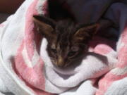 A kitten is wrapped in a towel after being rescued from downing, off the coast of Marsala in Sicily, Italy.