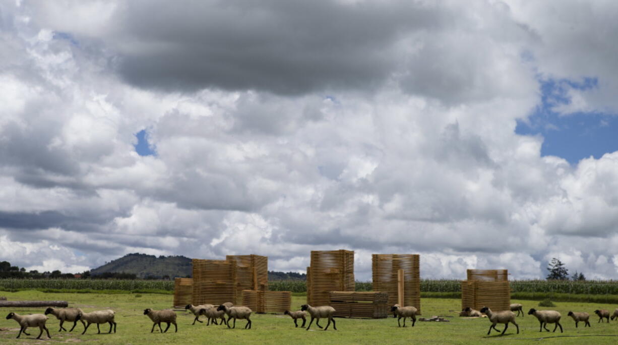 In this July 22, 2016 photo, sheep walk past stacks of finished lumber, at a sawmill belonging to Piedra Canteada, outside Nanacamilpa, Tlaxcala state, Mexico. The families who own the forest that includes Piedra Canteada have been exploiting their government permitted cuota of lumber for decades. But in the five years since they began advertising firefly tours, their tourist income from the two month season has surpassed what they can make from a year of logging. The income is also more reliable, since the national forest service can halt logging for years at a time if blight or dry weather is hindering growth.