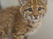 This undated photo provided by the Oregon Zoo shows an orphaned bobcat kitten in the Veterinary Medical Center at the Oregon Zoo in Portland, Ore. The Zoo has taken in the 2-month-old bobcat kitten that was removed from the wild near Eagle Point, Ore., by well-intentioned but misguided humans. The Zoo said in a statement Thursday, Aug. 4, 2016, that the kitten will remain behind the scenes while he awaits transport to another zoo that can house him permanently.