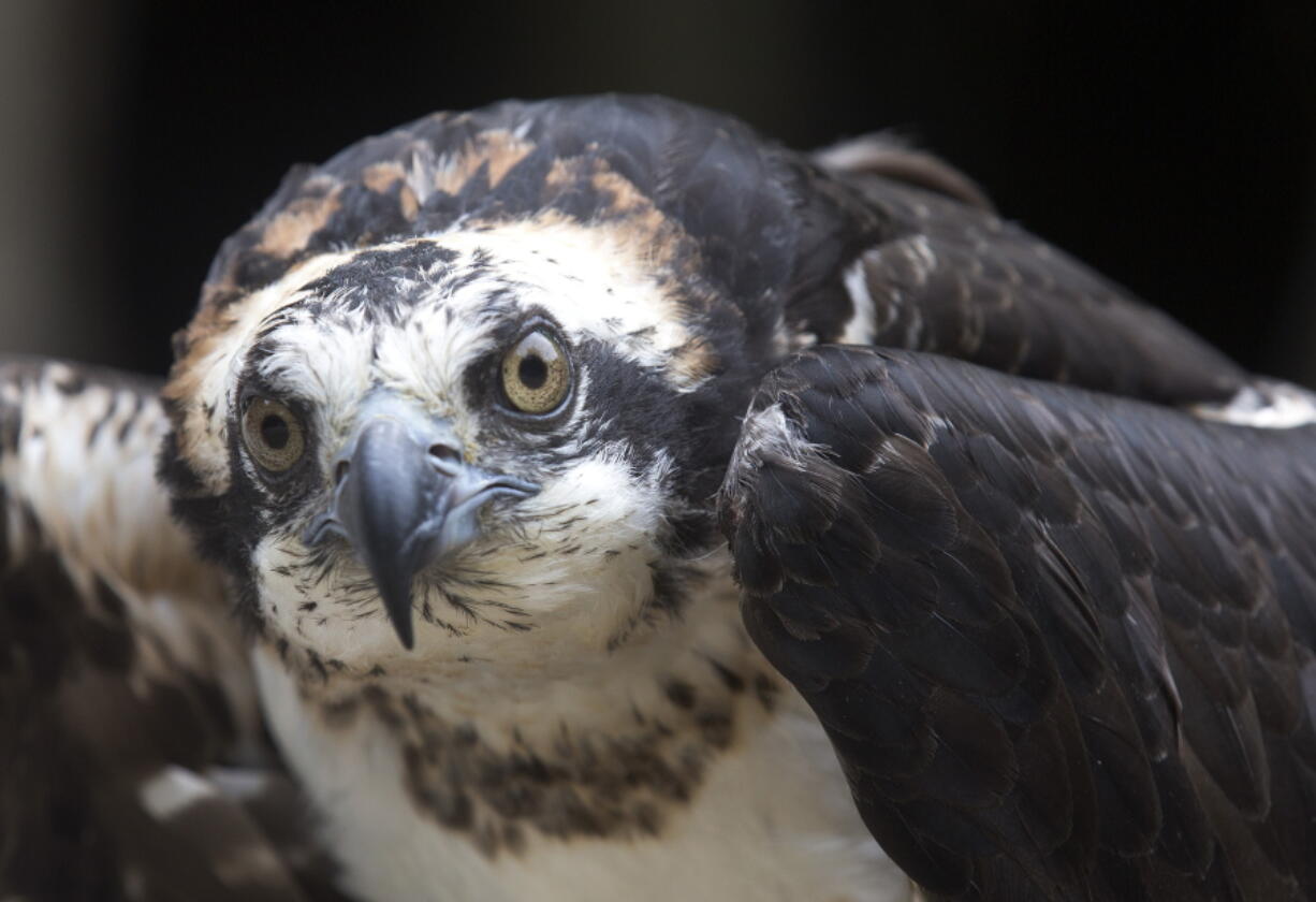 A captive Osprey is seen at the Squam Lakes Natural Science Center in Holderness, N.H. Iain MacLeod, a researcher at the center, is using solar-powered satellite transmitters attached to the backs of juvenile and adult Ospreys to track the international migrations of birds nesting in the Northeast.