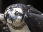 A captive Osprey is seen at the Squam Lakes Natural Science Center in Holderness, N.H. Iain MacLeod, a researcher at the center, is using solar-powered satellite transmitters attached to the backs of juvenile and adult Ospreys to track the international migrations of birds nesting in the Northeast.