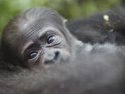 A newborn baby western lowland gorilla looks up as it is held by its mother Honi during its debut at the Philadelphia Zoo in Philadelphia on Wednesday. The unnamed baby gorilla was born Aug. 26.