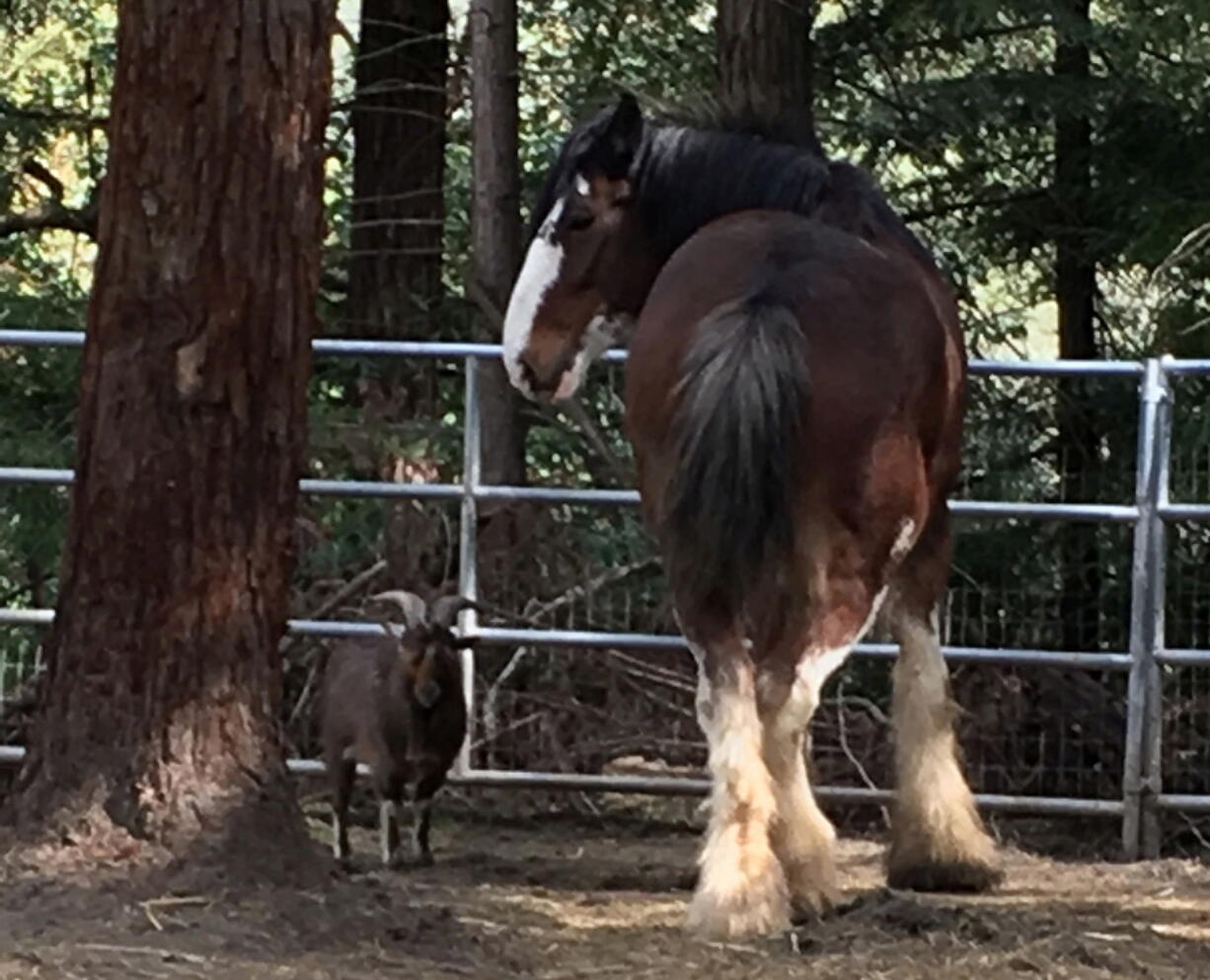 This undated photo provided by Tamara Schmitz shows Clydesdale horse Budweiser with his friend, a Nigerian dwarf billy goat named Lancelot, near Santa Cruz, Calif. Budweiser was safely back in his pen Sunday, Aug. 28, 2016, in the Santa Cruz Mountains on California&#039;s Central Coast after five days on the lam. Owner Tamara Schmitz says Buddy was busted out Wednesday, Aug. 24, by Lancelot, who knows how to butt open the stable gate.