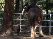 This undated photo provided by Tamara Schmitz shows Clydesdale horse Budweiser with his friend, a Nigerian dwarf billy goat named Lancelot, near Santa Cruz, Calif. Budweiser was safely back in his pen Sunday, Aug. 28, 2016, in the Santa Cruz Mountains on California&#039;s Central Coast after five days on the lam. Owner Tamara Schmitz says Buddy was busted out Wednesday, Aug. 24, by Lancelot, who knows how to butt open the stable gate.