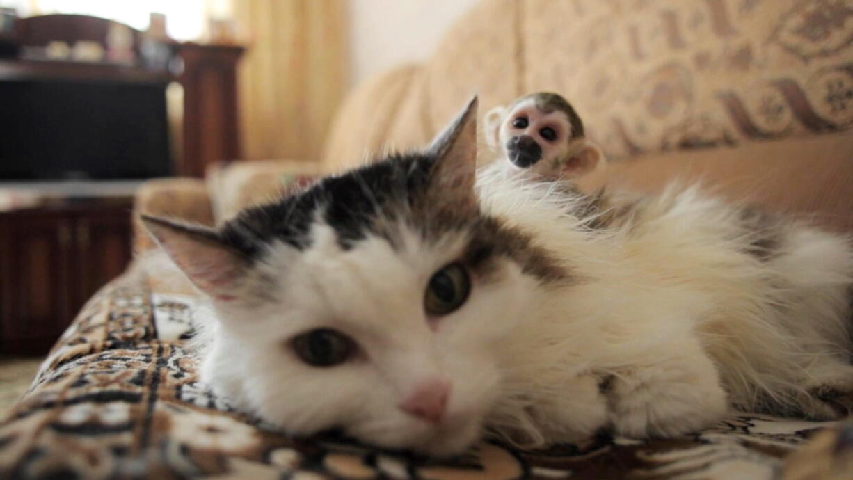 In this image from video taken Saturday in Tyumen, Russia, a 16-year-old cat named Rosinka, carries a three-week-old baby monkey on her back.